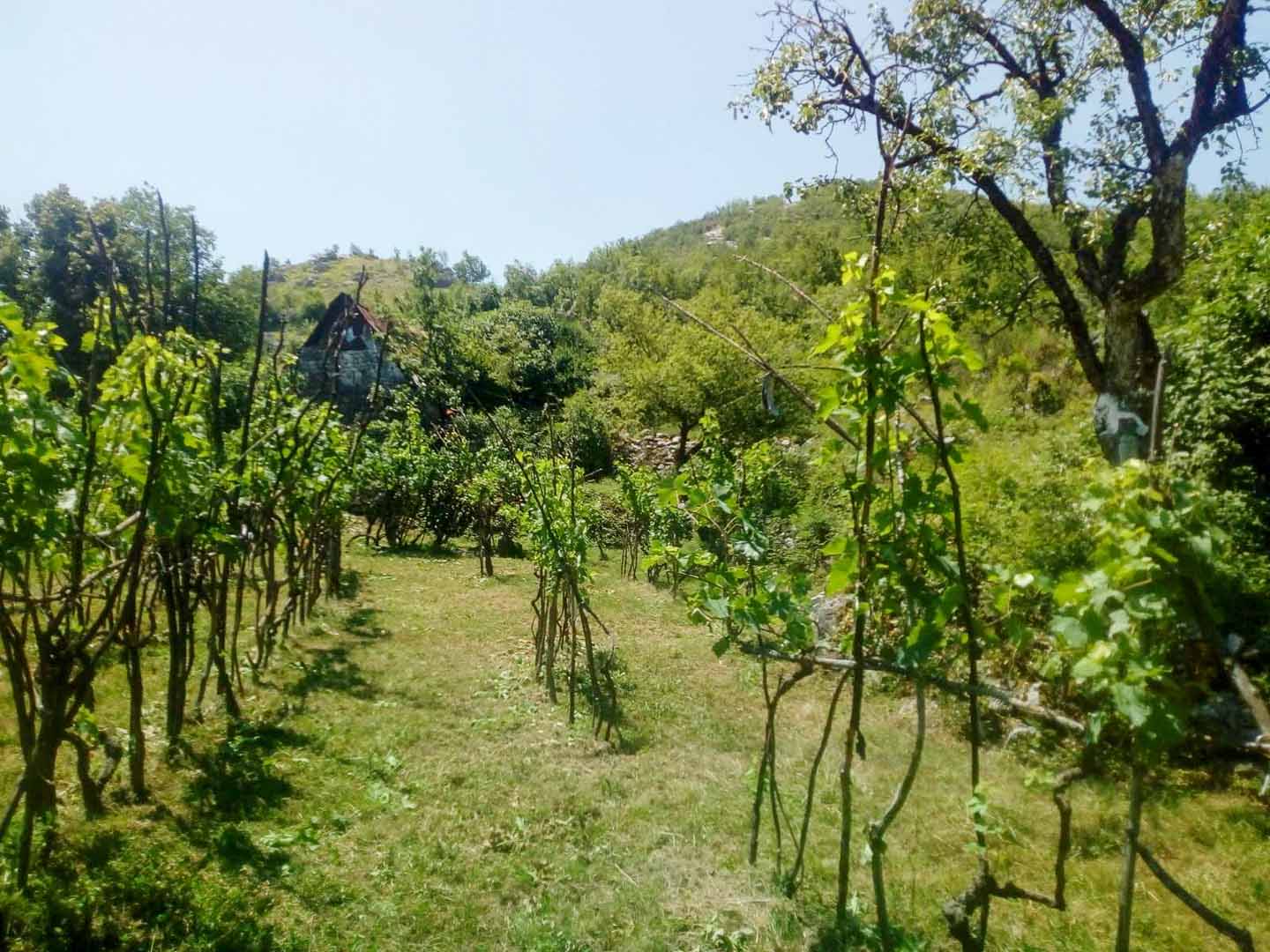 Cetinje, Montenegro 81250, ,Land,For Sale,1110